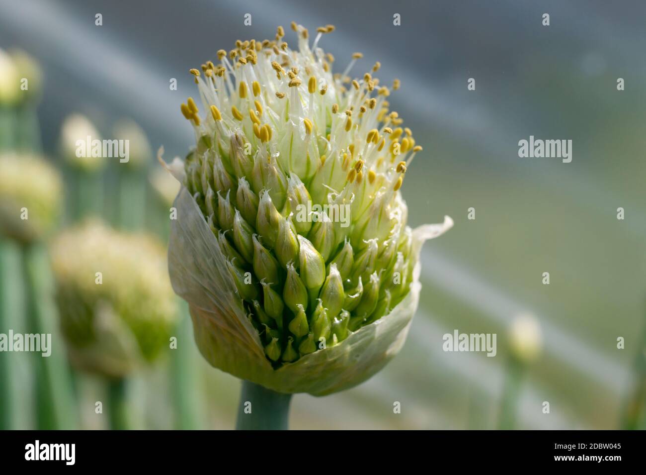 Green onion flower buds opening in close up Stock Photo Alamy