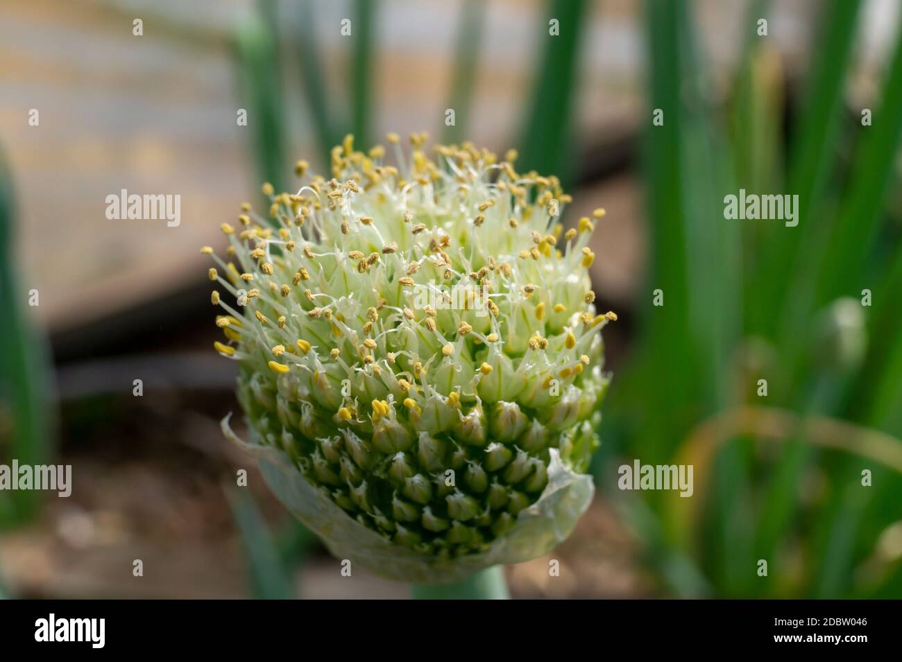 Green onion flower buds opening in close up Stock Photo Alamy