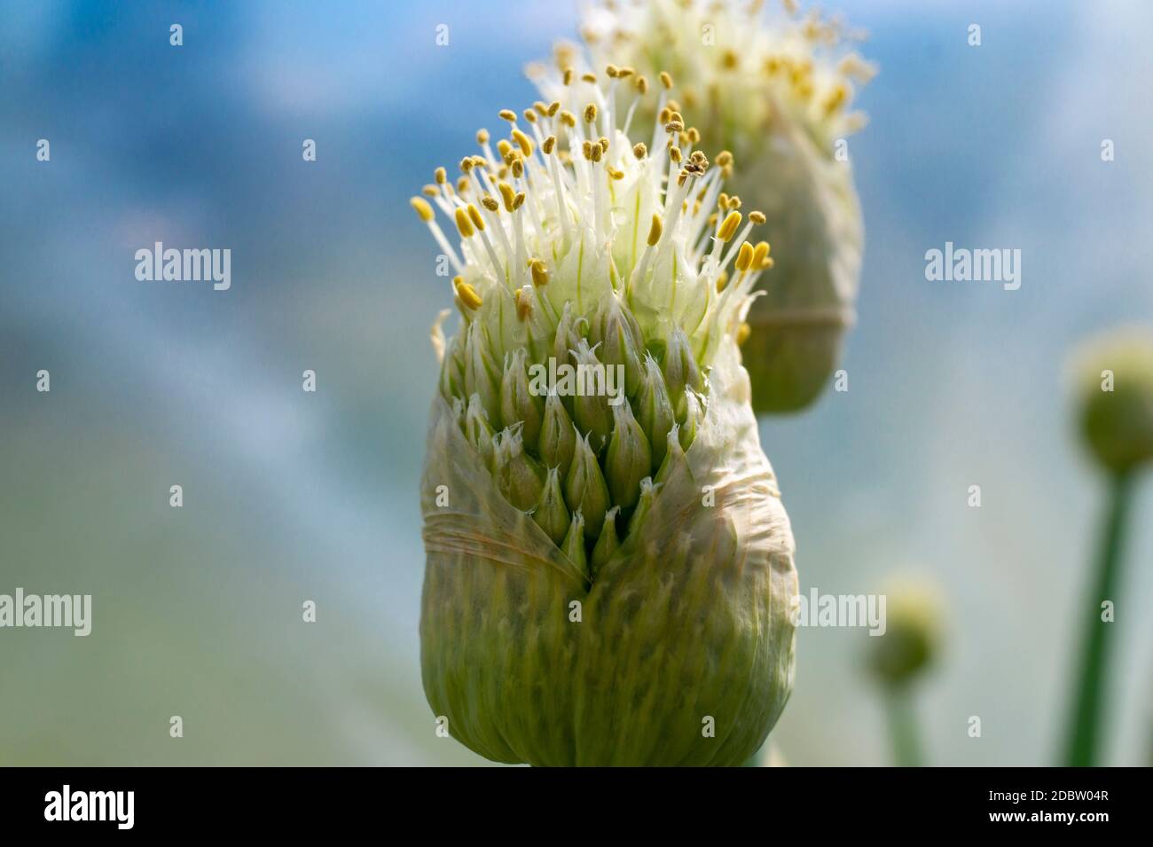Green onion flower buds opening in close up Stock Photo Alamy