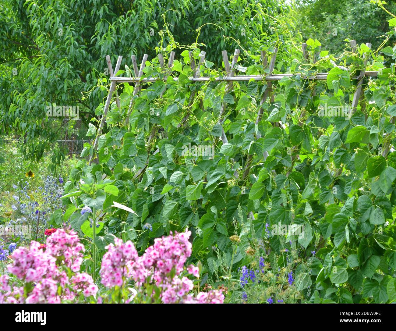 Kidney bean plant garden hi-res stock photography and images - Alamy