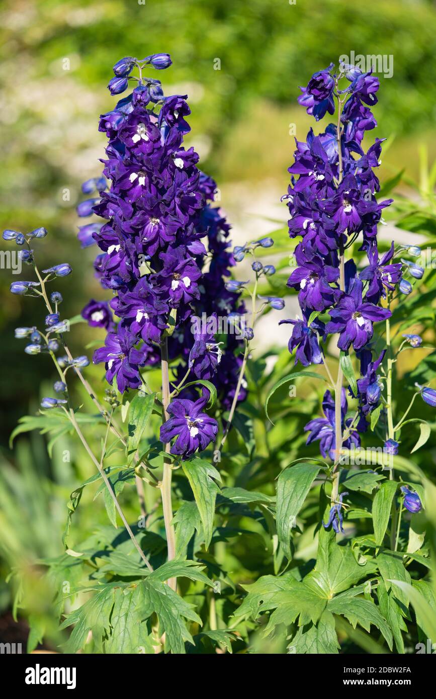 Candle Larkspur Delphinium Elatum High Resolution Stock Photography and