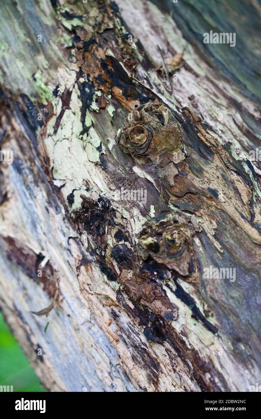Ailing tree trunk Stock Photo