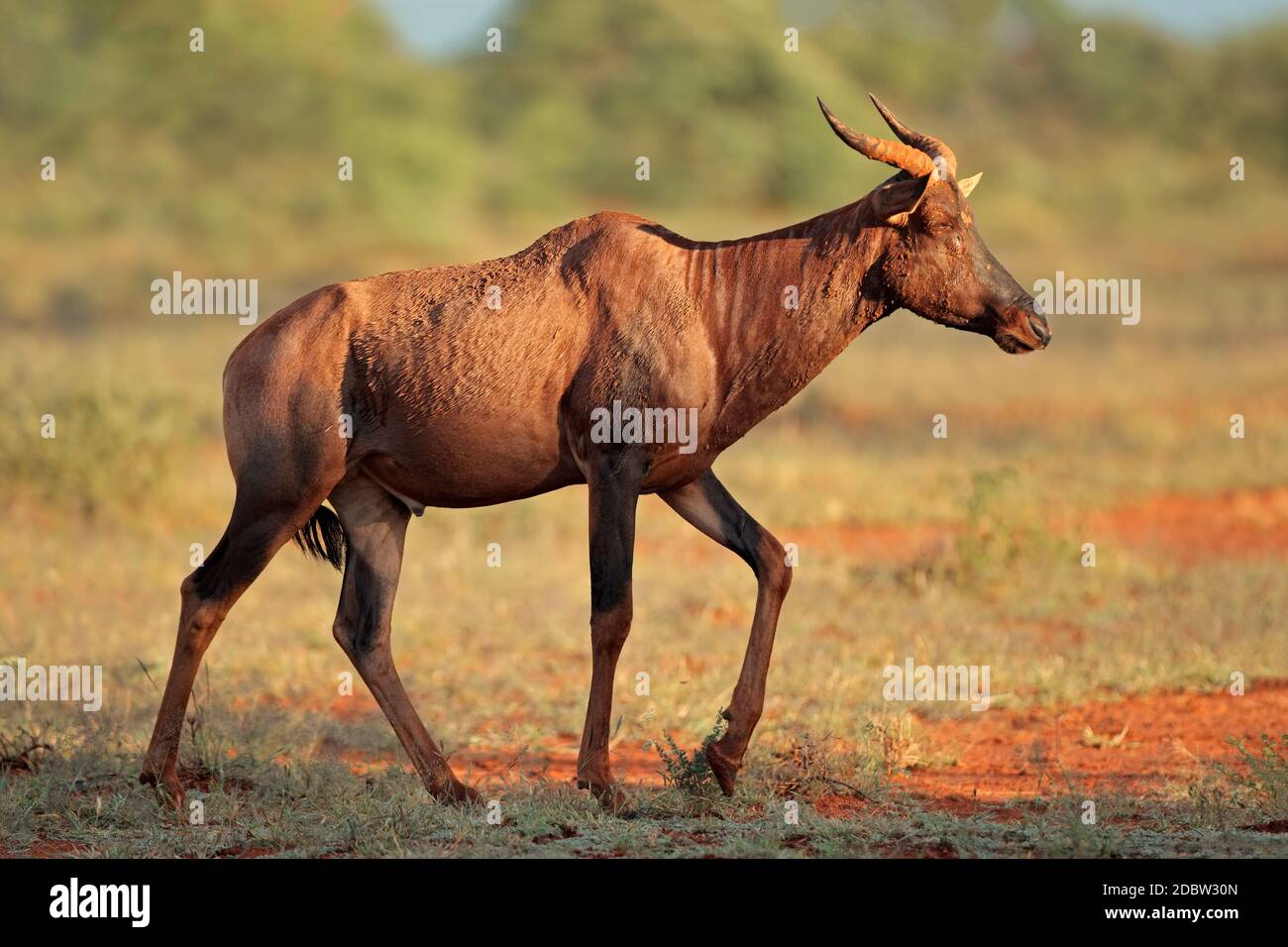 Rare tsessebe antelope (Damaliscus lunatus) in natural habitat, Mokala  National Park, South Africa Stock Photo - Alamy