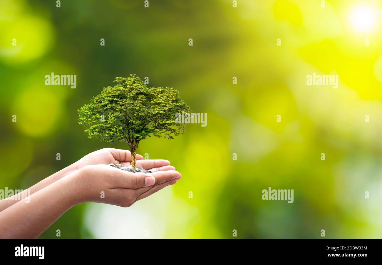 Trees are planted on coins in human hands with blurred natural