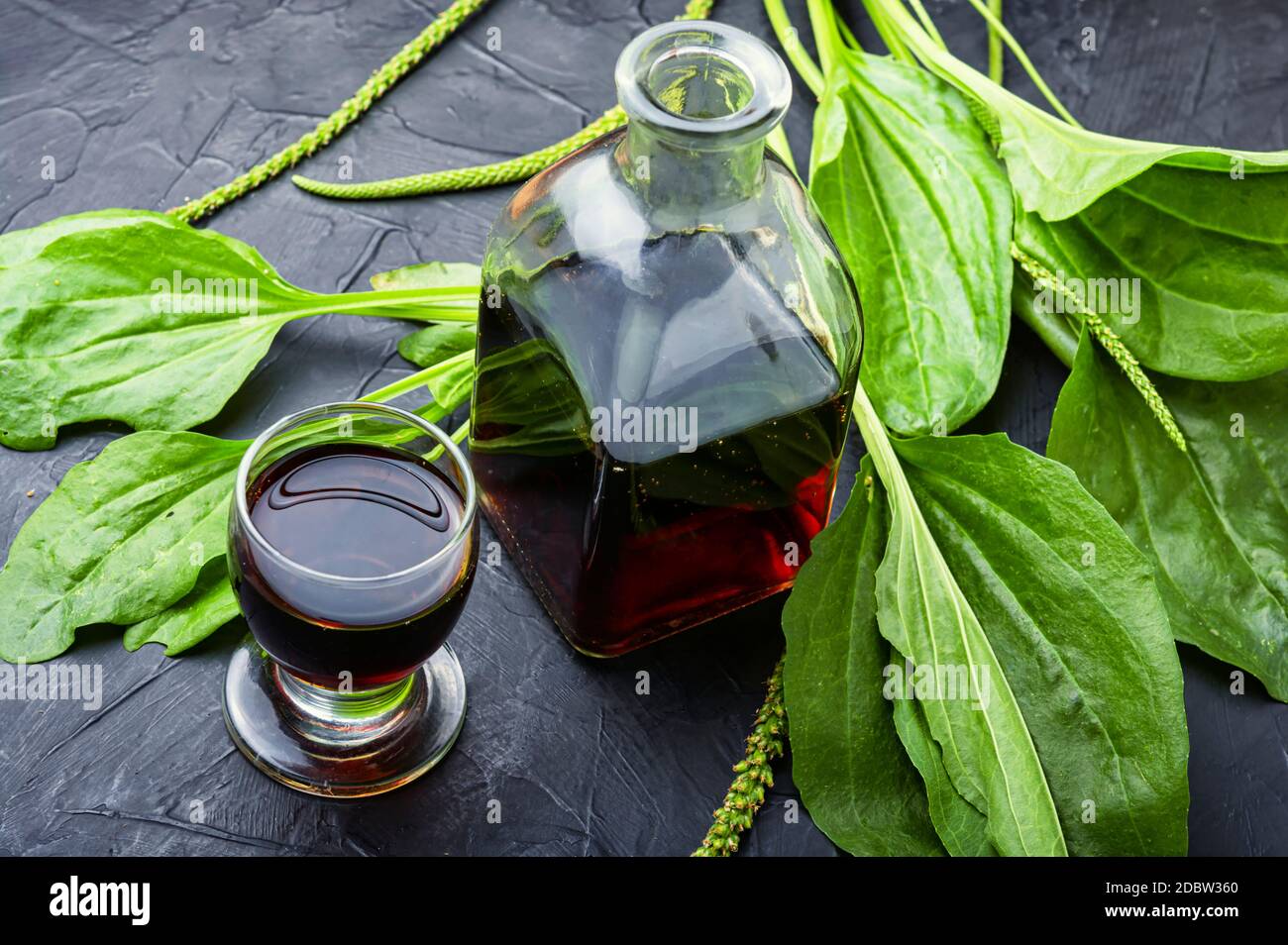 Medicinal tincture,tea,and plantain extracts.Medical herbs in herbal medicine.Fresh plantain leaves Stock Photo