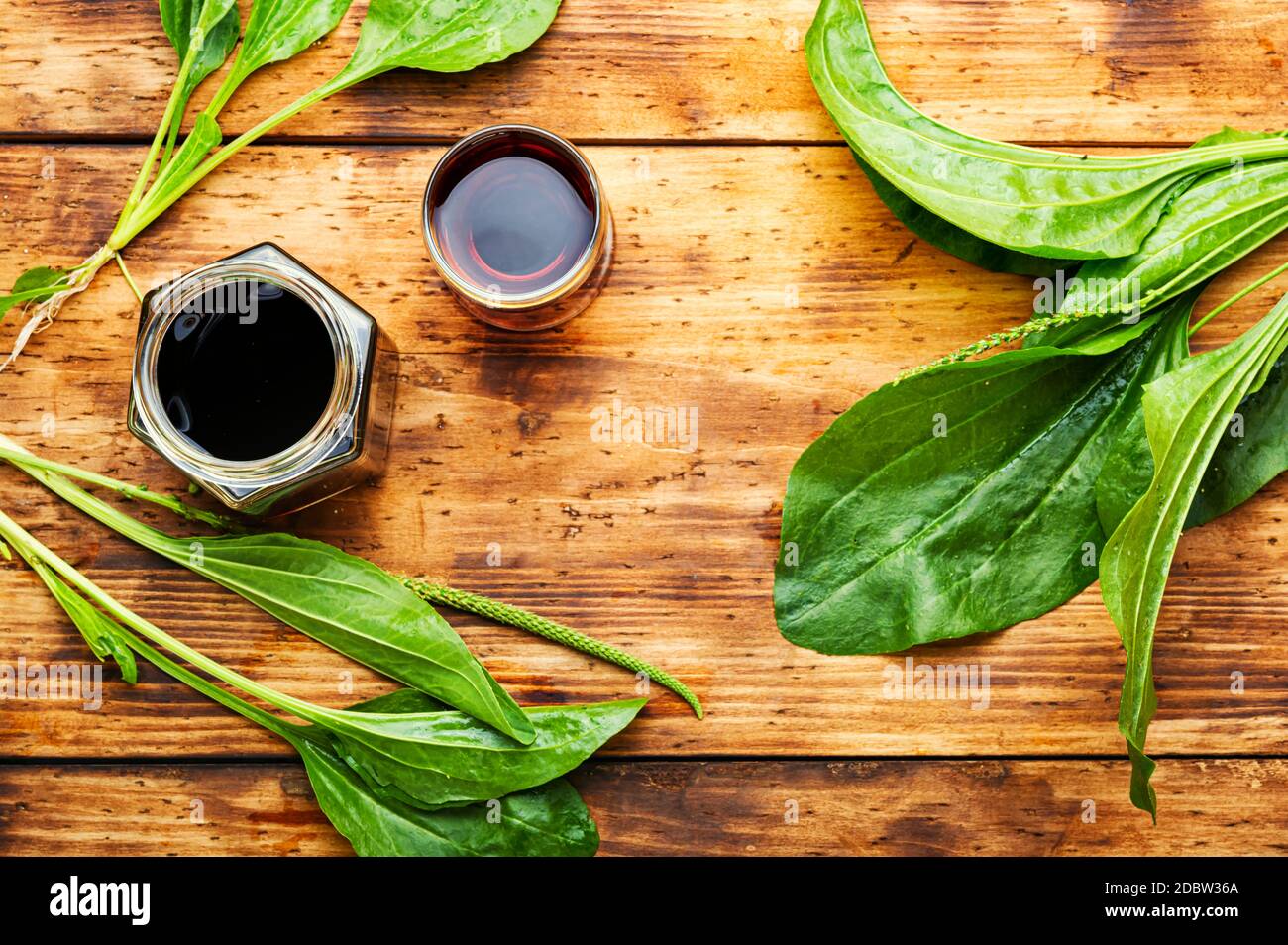 Medicinal tincture,tea,and plantain extracts.Medical herbs in herbal medicine. Stock Photo
