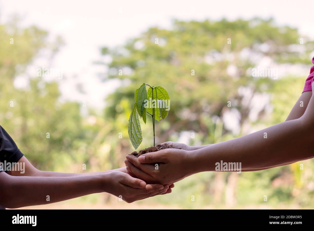 Close-up of an adult's hand that sends the sapling to the boy's hand to put on the ground, the idea of protecting the environment and planting trees t Stock Photo