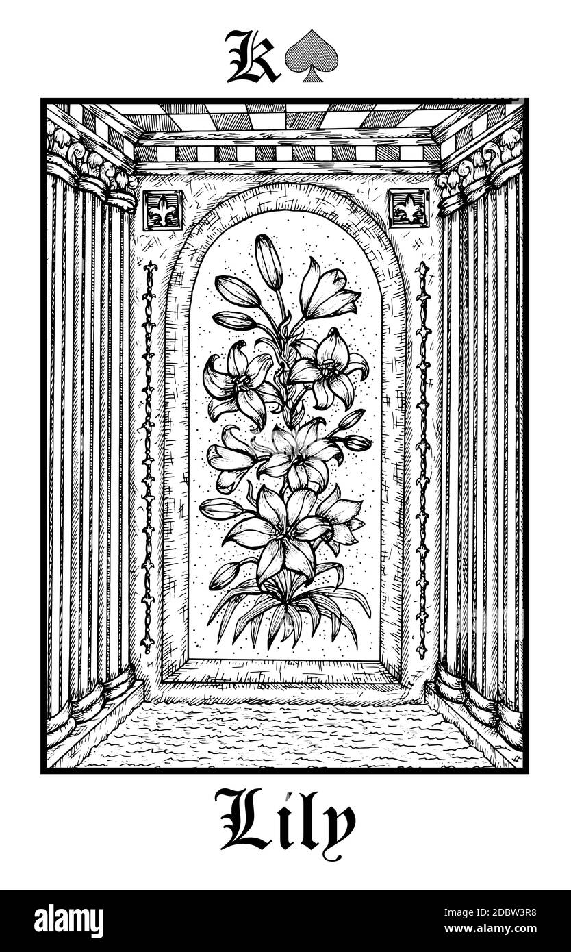 Lily flower. Tarot card from vector Lenormand Gothic Mysteries oracle deck.  Black and white engraved illustration. Fantasy and mystic line art drawing  Stock Vector Image & Art - Alamy