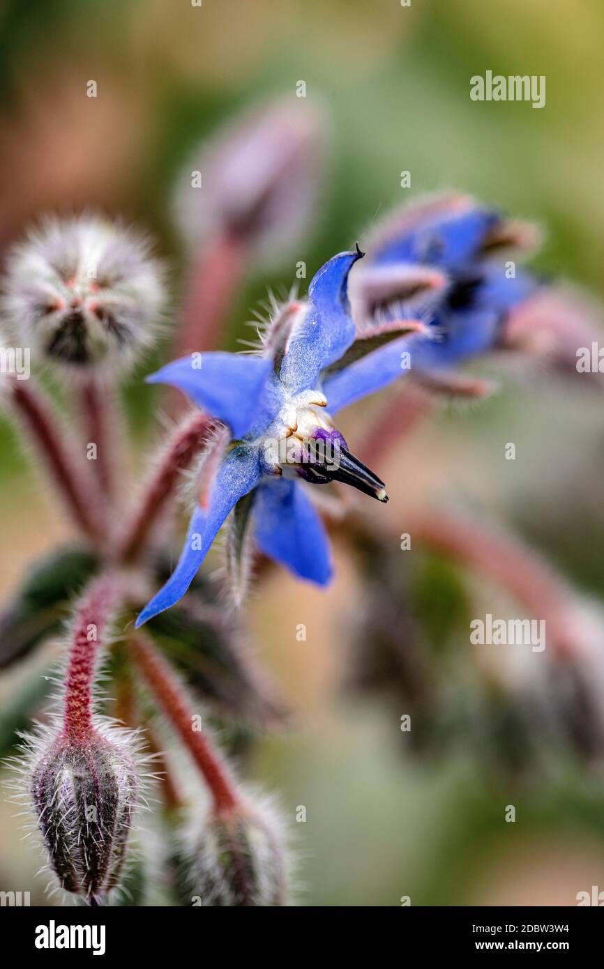 The flower of borage tastes as good as it looks Stock Photo Alamy