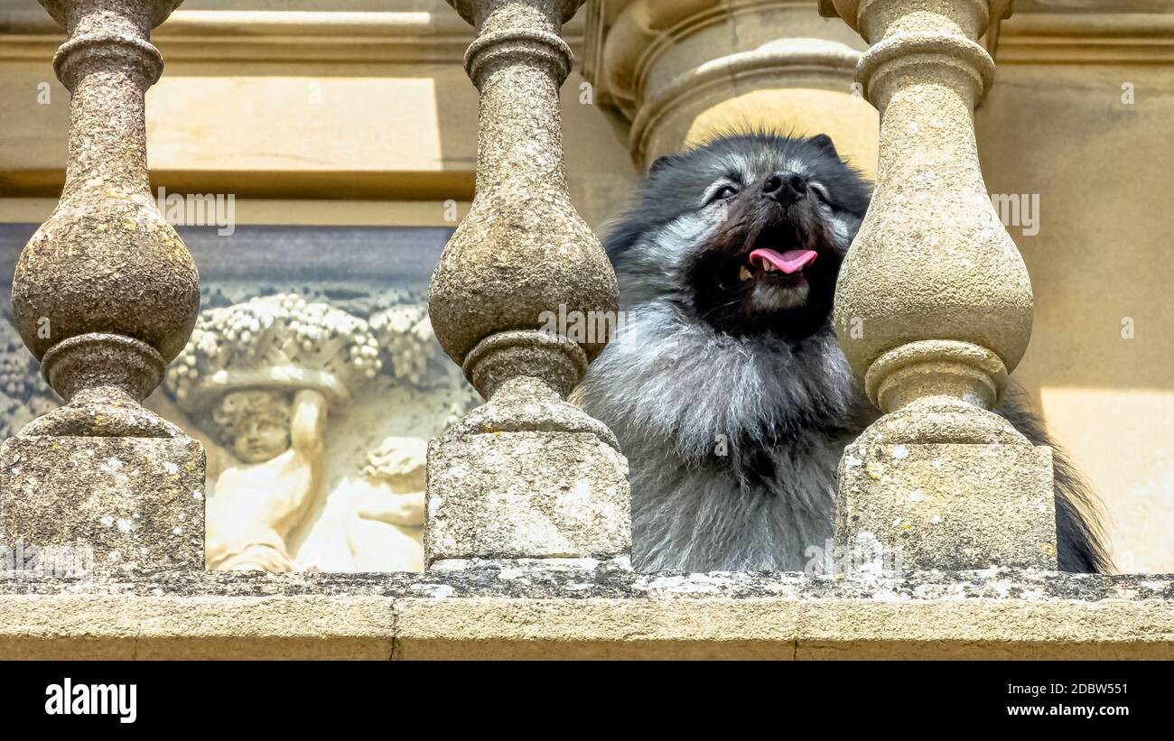 Keeshond is a medium-sized dog with a plush, two-layer coat of silver and black fur with a ruff and a curled tail Stock Photo