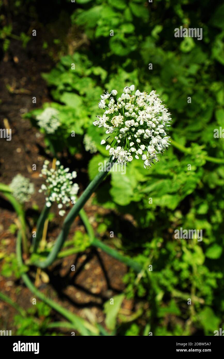 Onion weed hi-res stock photography and images - Alamy