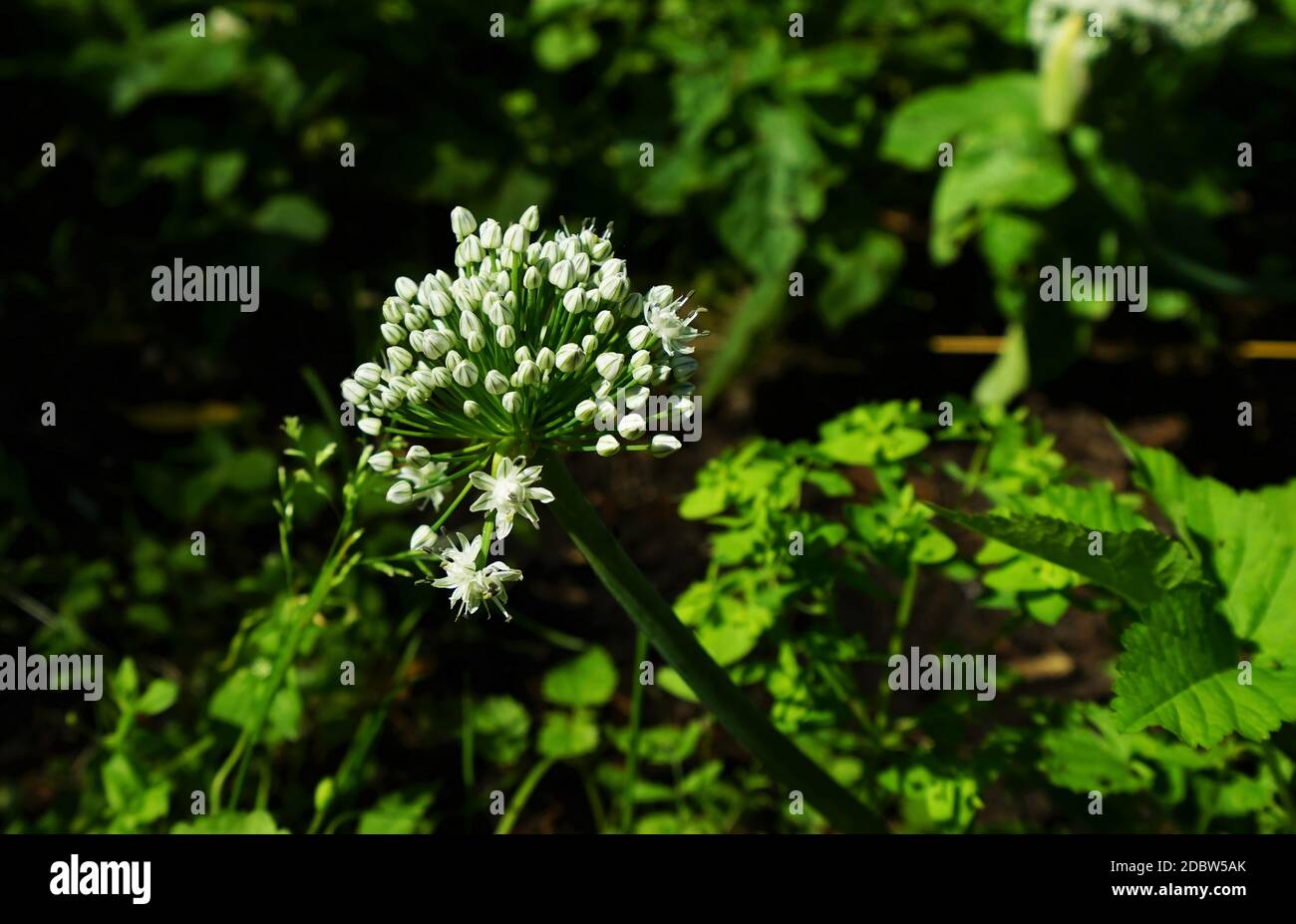 Onion weed hi-res stock photography and images - Alamy