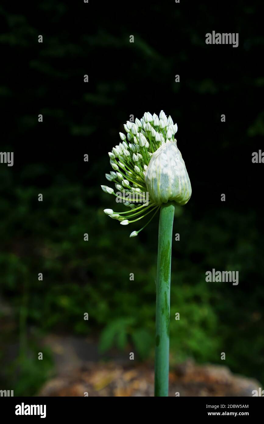 Onion bloom in July under a blue sky Stock Photo Alamy