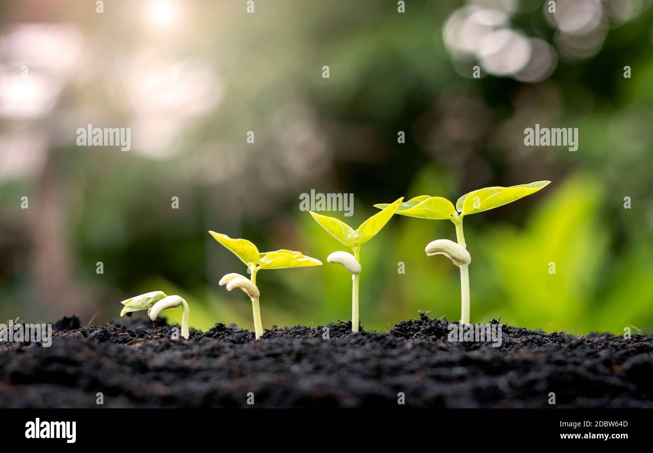 Small trees of different sizes on a green background, the concept of ...