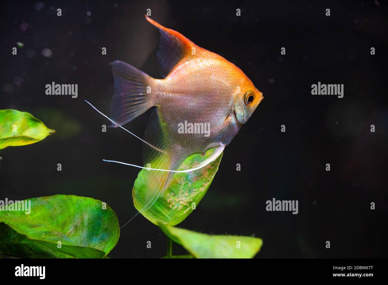 Gold Pterophyllum Scalare in aqarium, yellow angelfish guarding eggs. Roe on the leaf. Selective focus Stock Photo