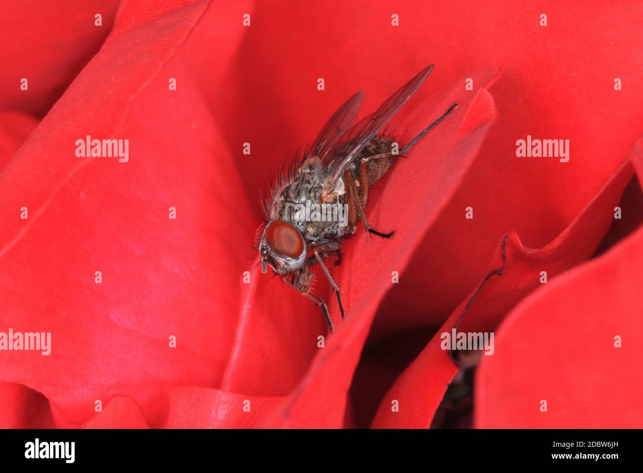 Grey Tachinid fly sitting in a red rose blossom Stock Photo