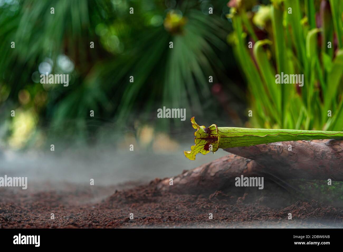 carnivorous buttercup plants at morning fog in the jungle. Stock Photo