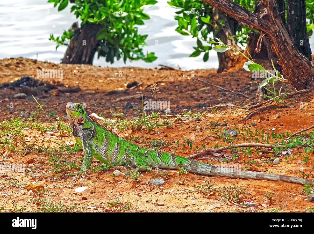 Iguana on Isla de Margarita Island, Venezuela Stock Photo