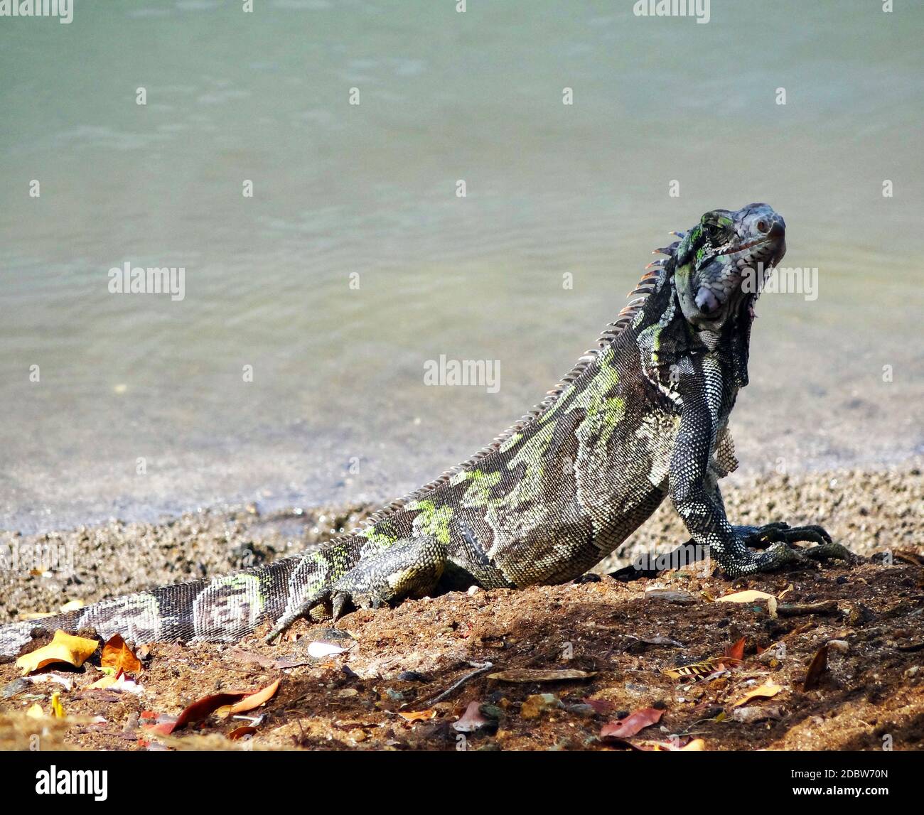 Iguana on Isla de Margarita Island, Venezuela Stock Photo