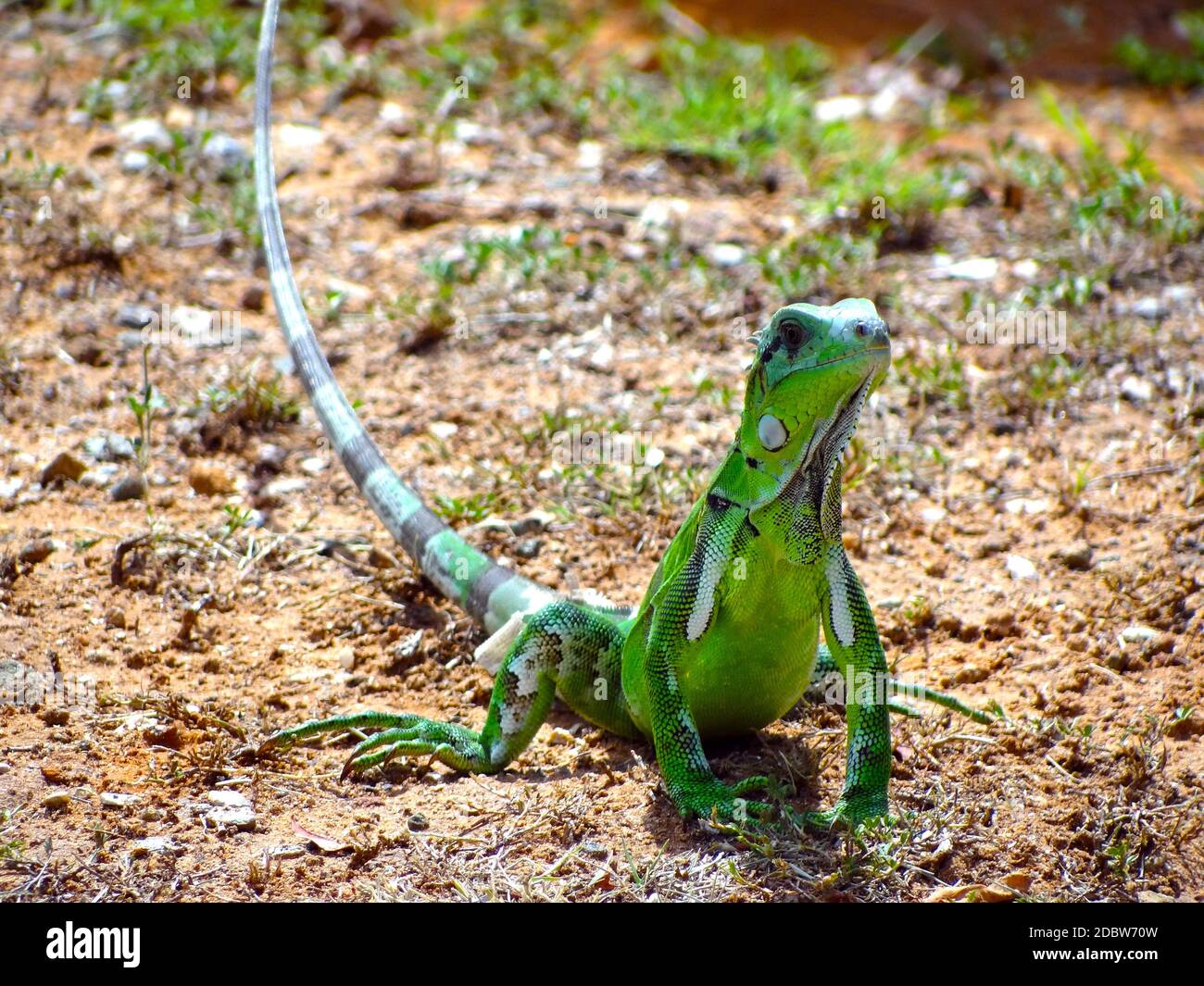 Iguana on Isla de Margarita Island, Venezuela Stock Photo