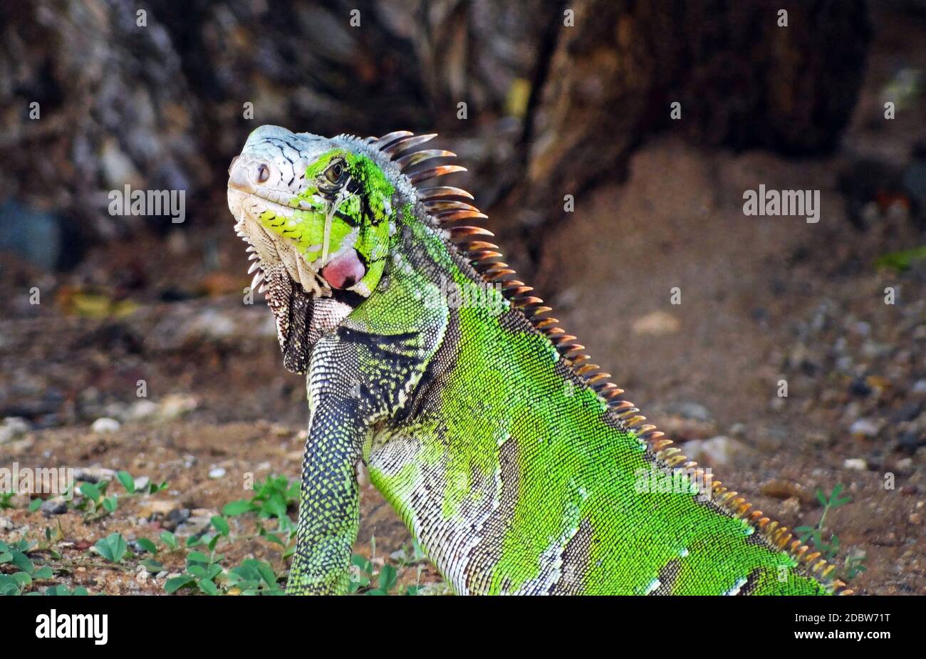 Iguana on Isla de Margarita Island, Venezuela Stock Photo