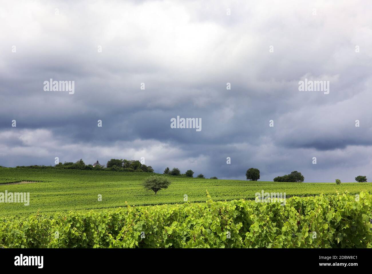 Vineyards in the Palatinate Stock Photo