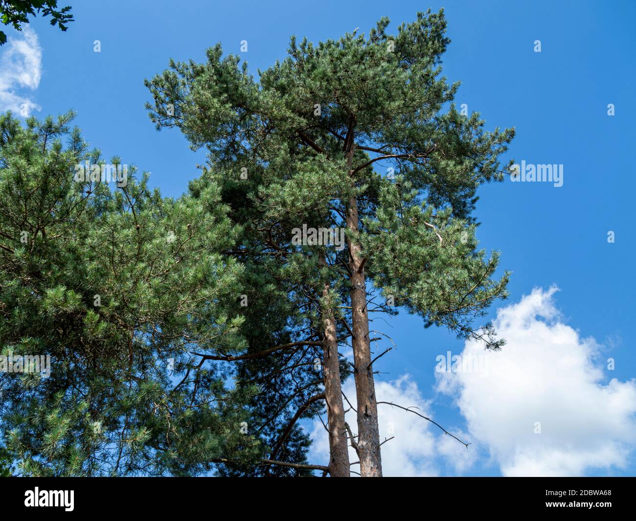 Looking up at tall pine trees against a blue sky with white clouds ...