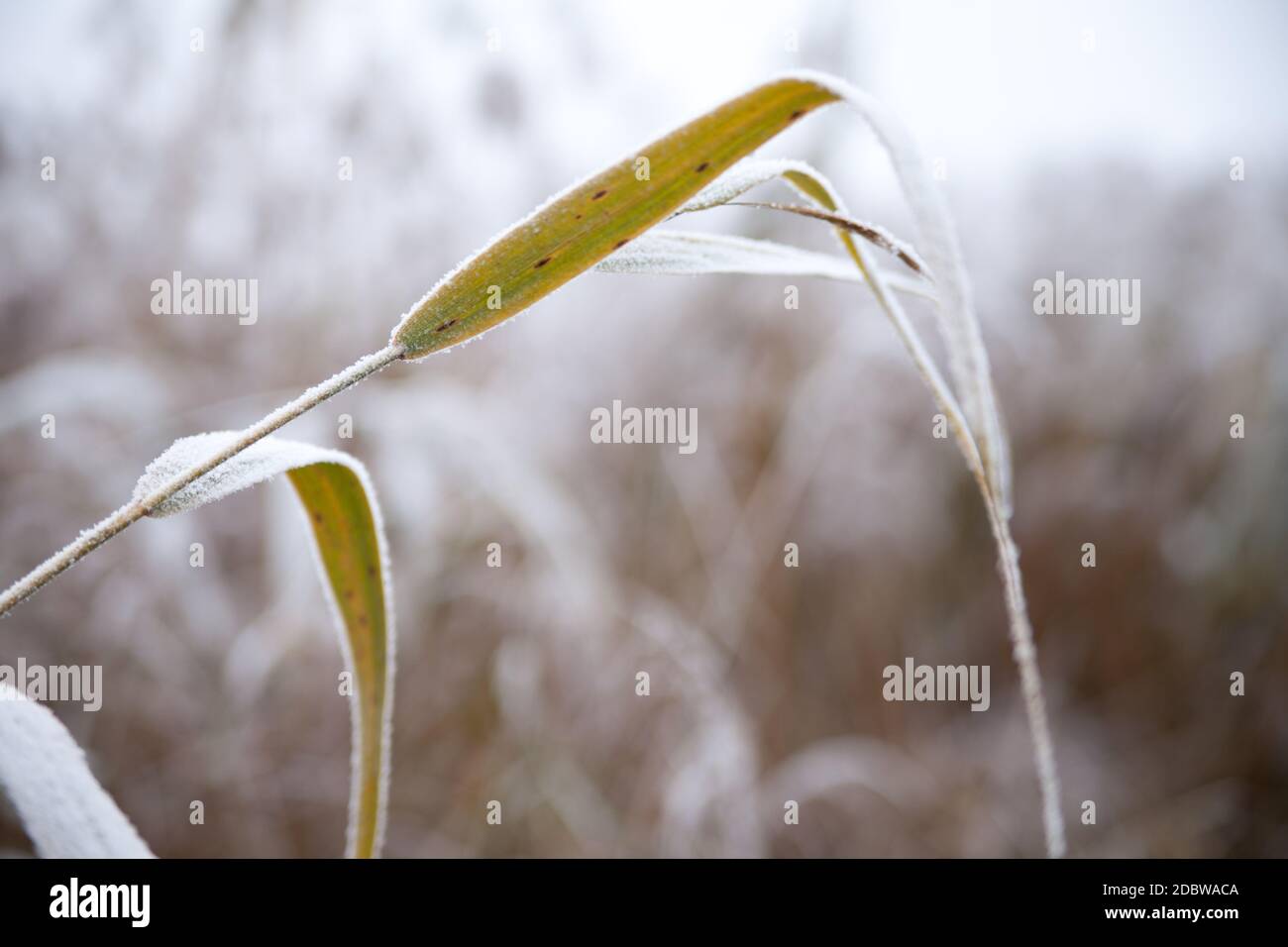 Fog green grass mood hi-res stock photography and images - Alamy