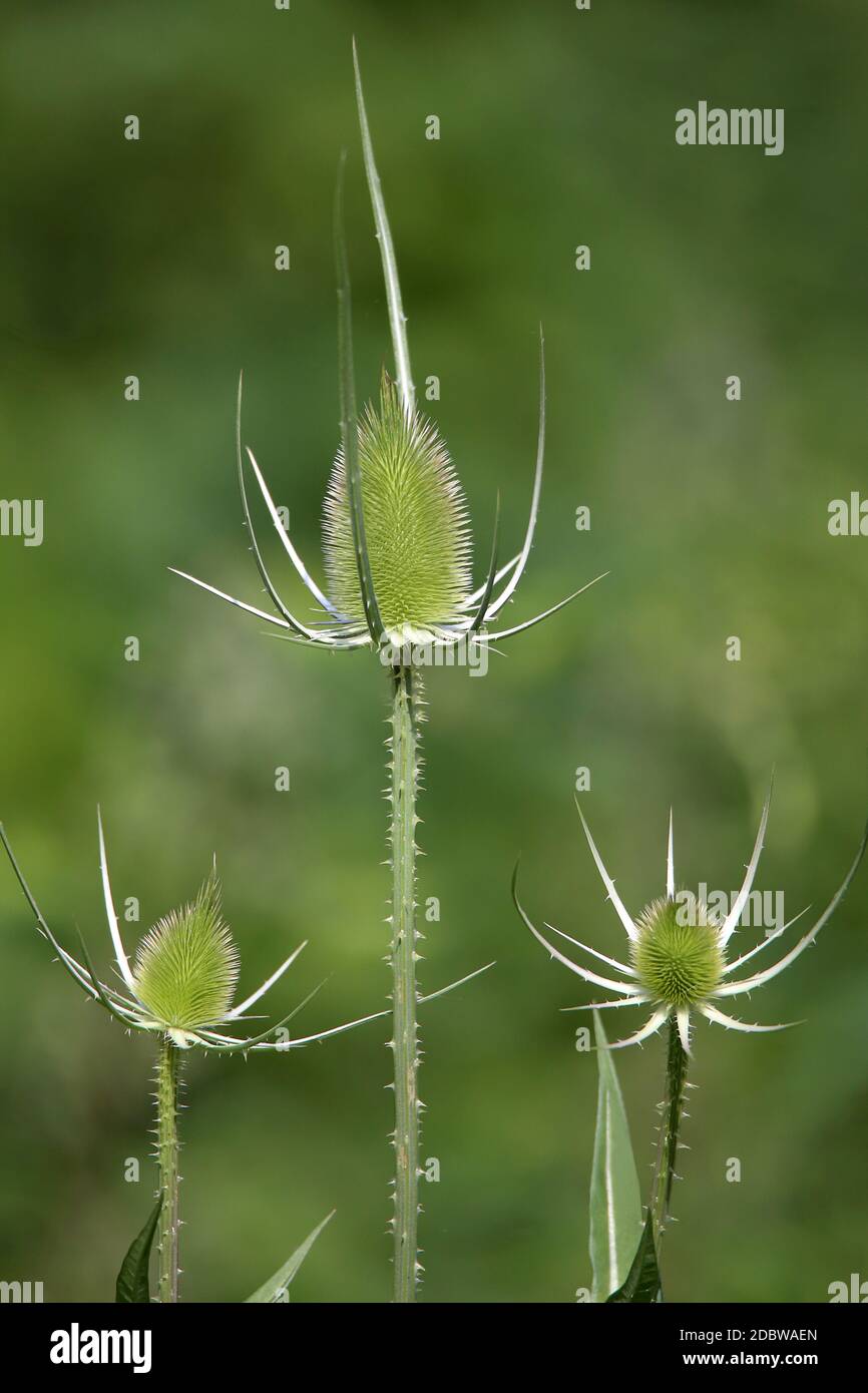 Inflorescences of the Wild Card Dipsacus fullonum Stock Photo