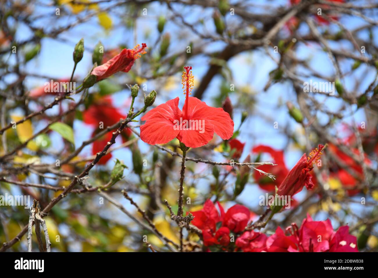Red Hibiscus Spain High Resolution Stock Photography and Images - Alamy