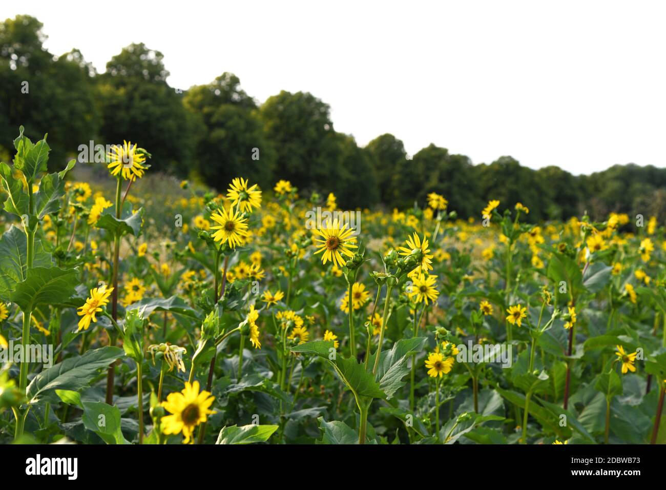 Field of Jerusalem artichoke in summer Stock Photo Alamy