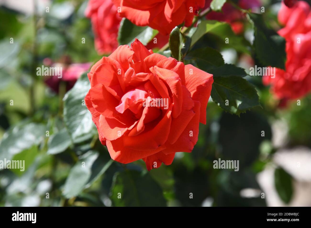 red roses in the garden in the province of Alicante, Costa Blanca