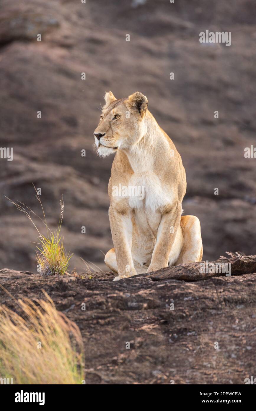 Lioness sitting on rock by grass tuft Stock Photo
