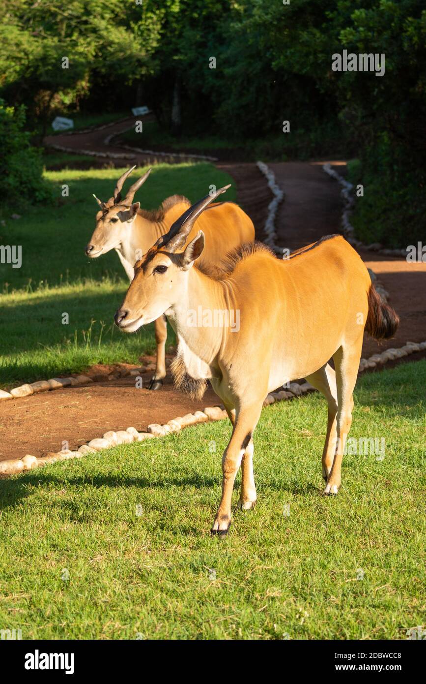 Two common eland walk along sunny path Stock Photo - Alamy