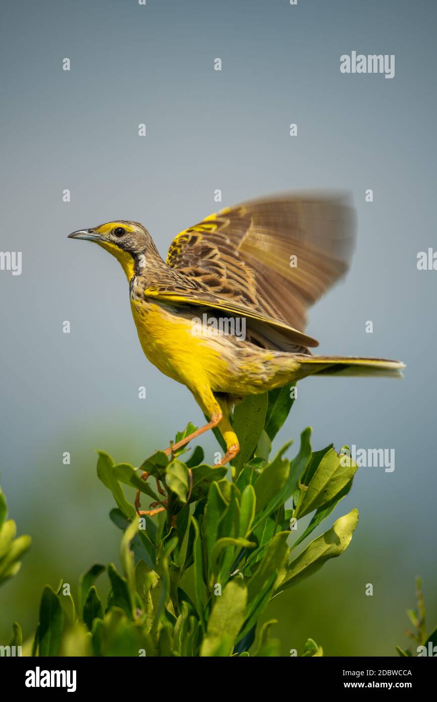 Yellow-throated longclaw flutters wings on leafy bush Stock Photo