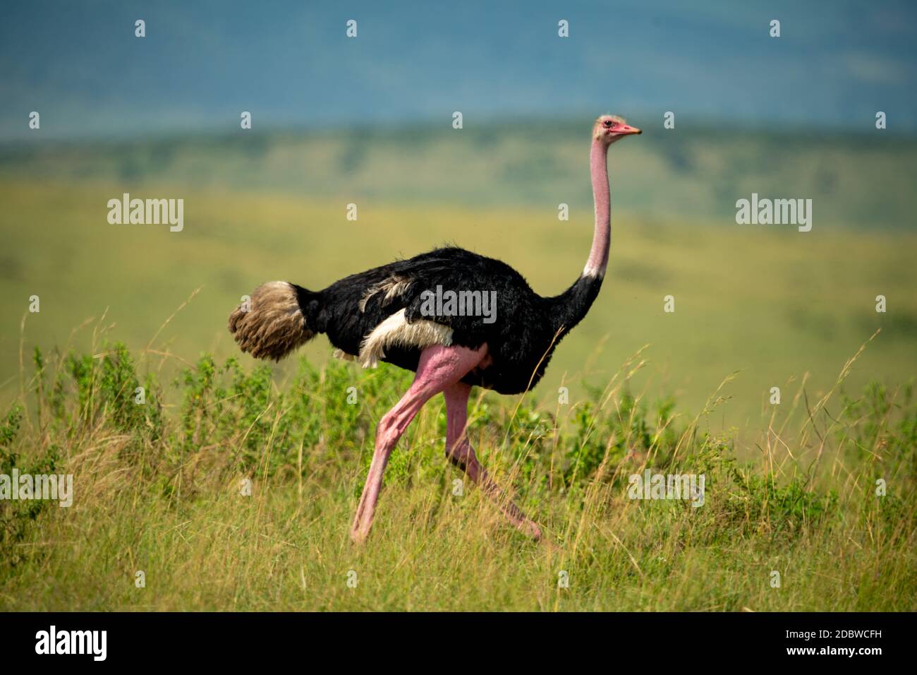 Male common ostrich runs through long grass Stock Photo