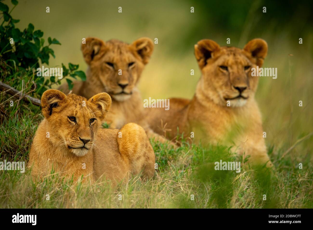 Three lion cubs lie in short grass Stock Photo