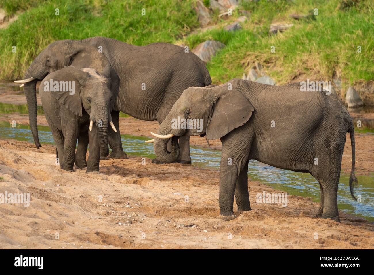 Three African elephants standing on sandy riverbank Stock Photo