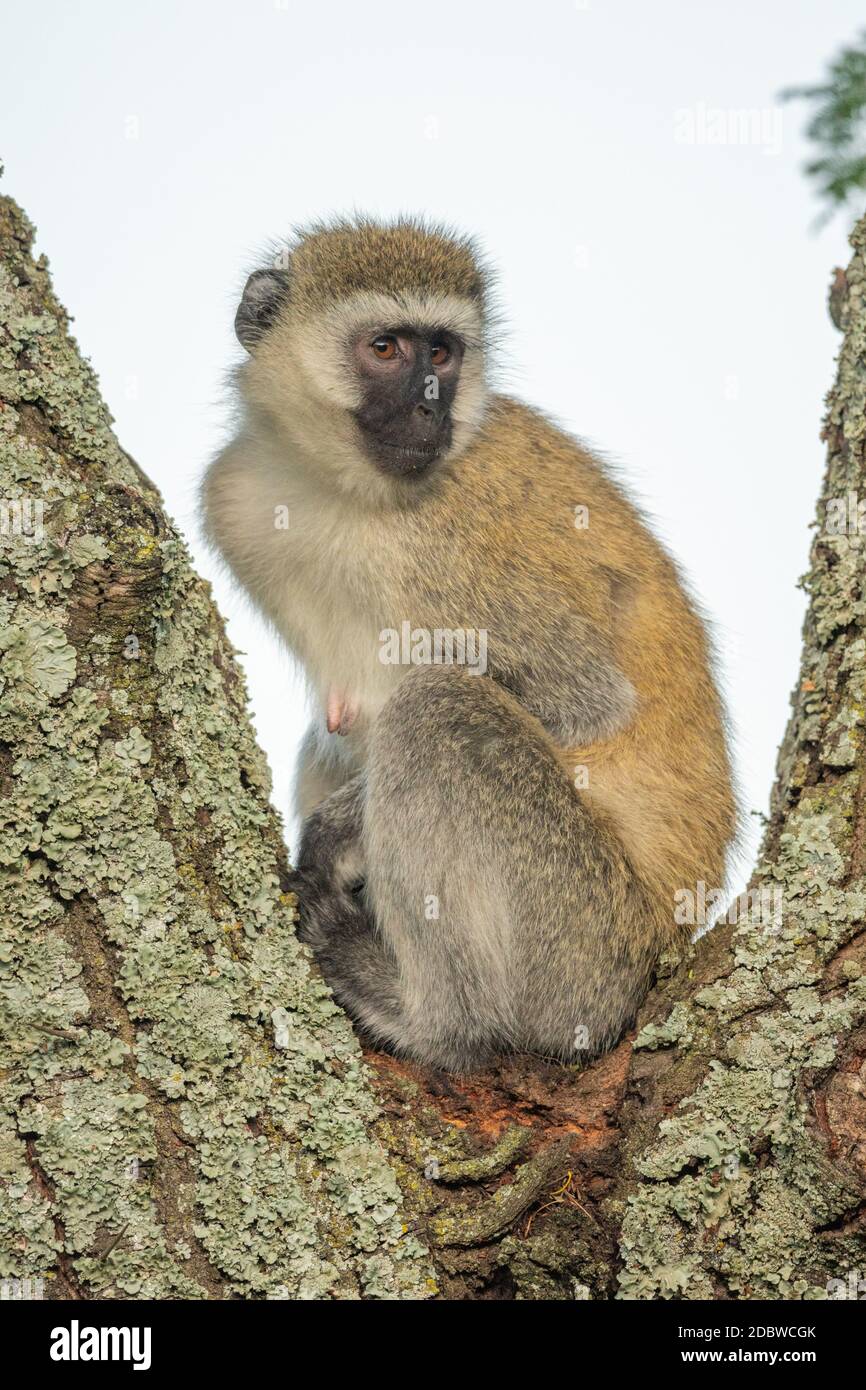 Vervet monkey sits in fork of tree Stock Photo