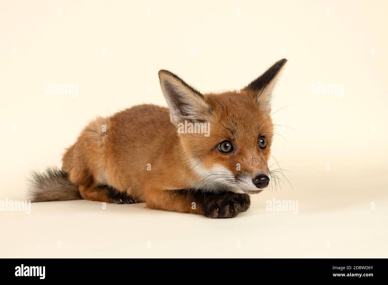 Rotfuchs (Vulpes vulpes), Jungtier, entspannt, captive, 8 Wochen, Studioaufnahme, Österreich Stock Photo