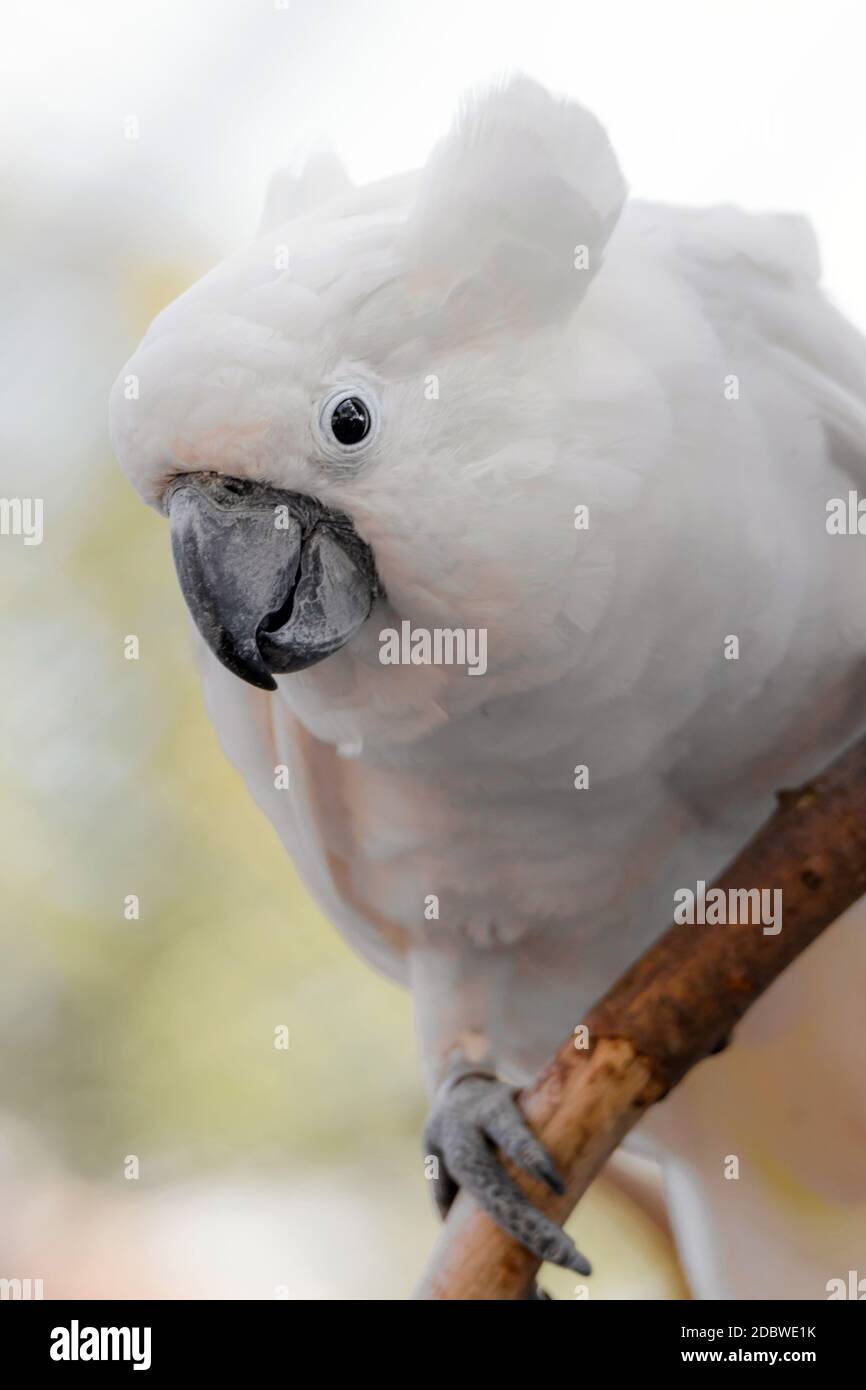 Yellow crested cockatoo on a branch Stock Photo