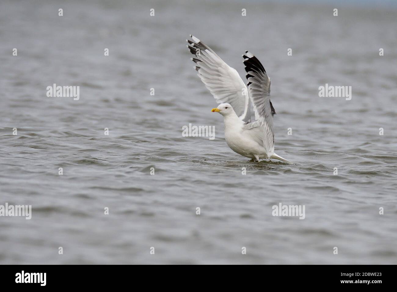 Common gull in autumn on the baltic sea Stock Photo