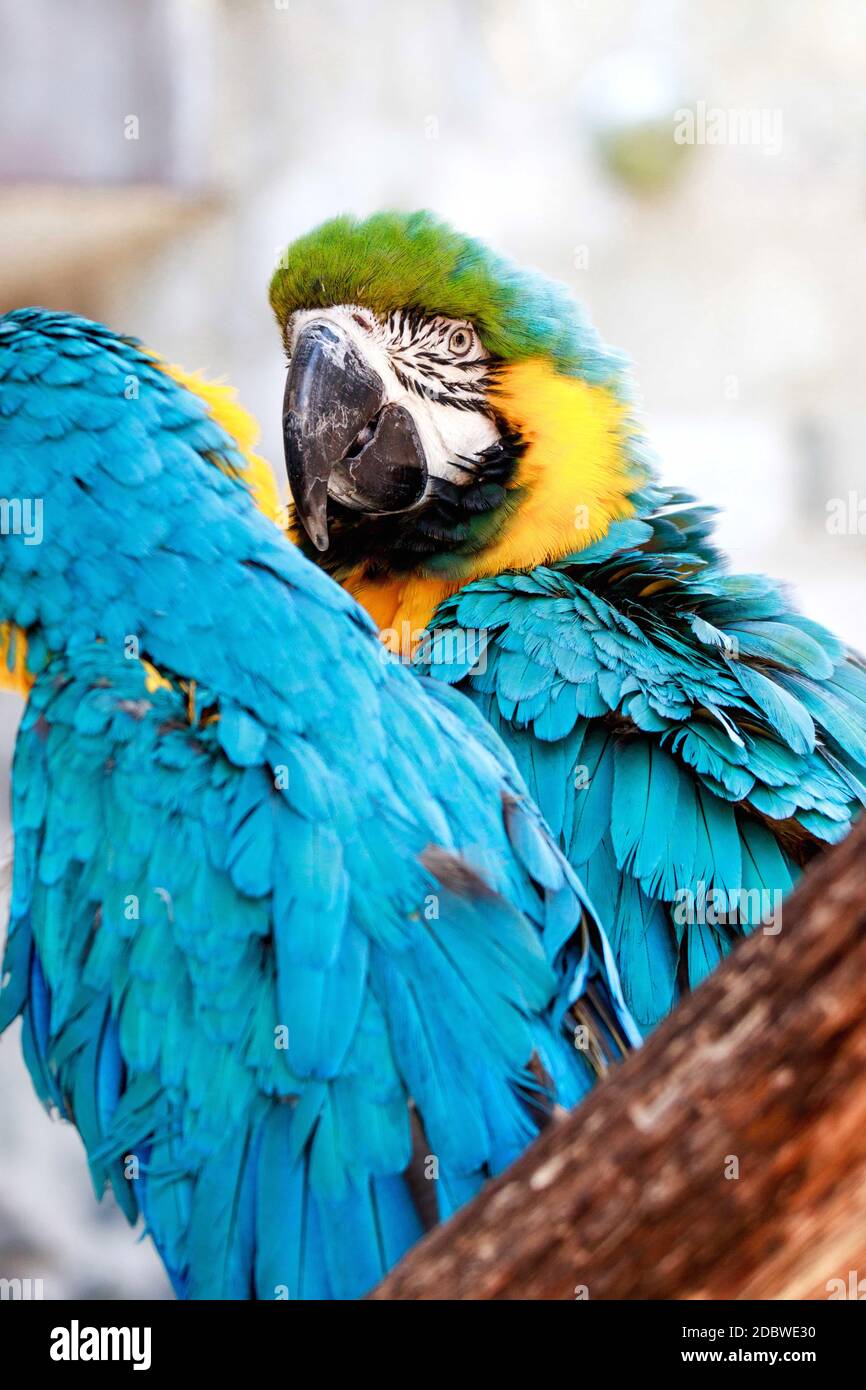 portrait of a Blue yellow macaw on a branch Stock Photo