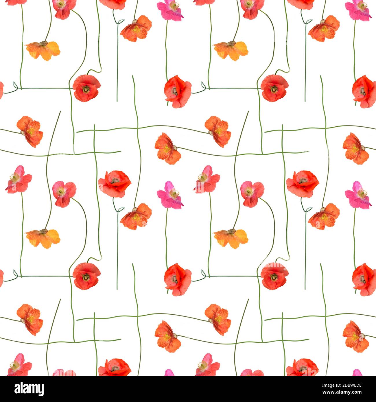 seamless pattern with Red Poppy Flowers on white background. Endless ...