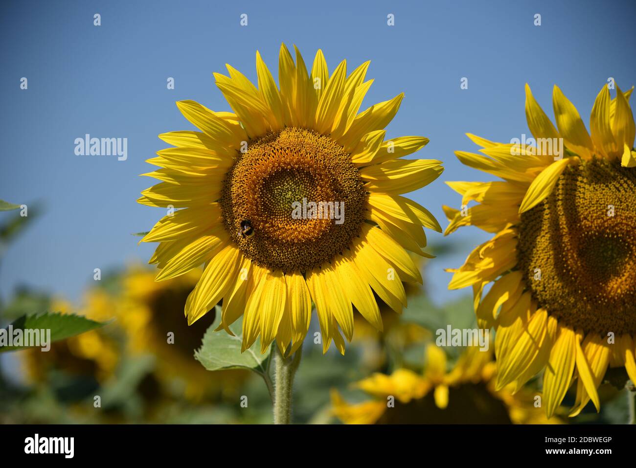 Bee on sunflower in summer Stock Photo