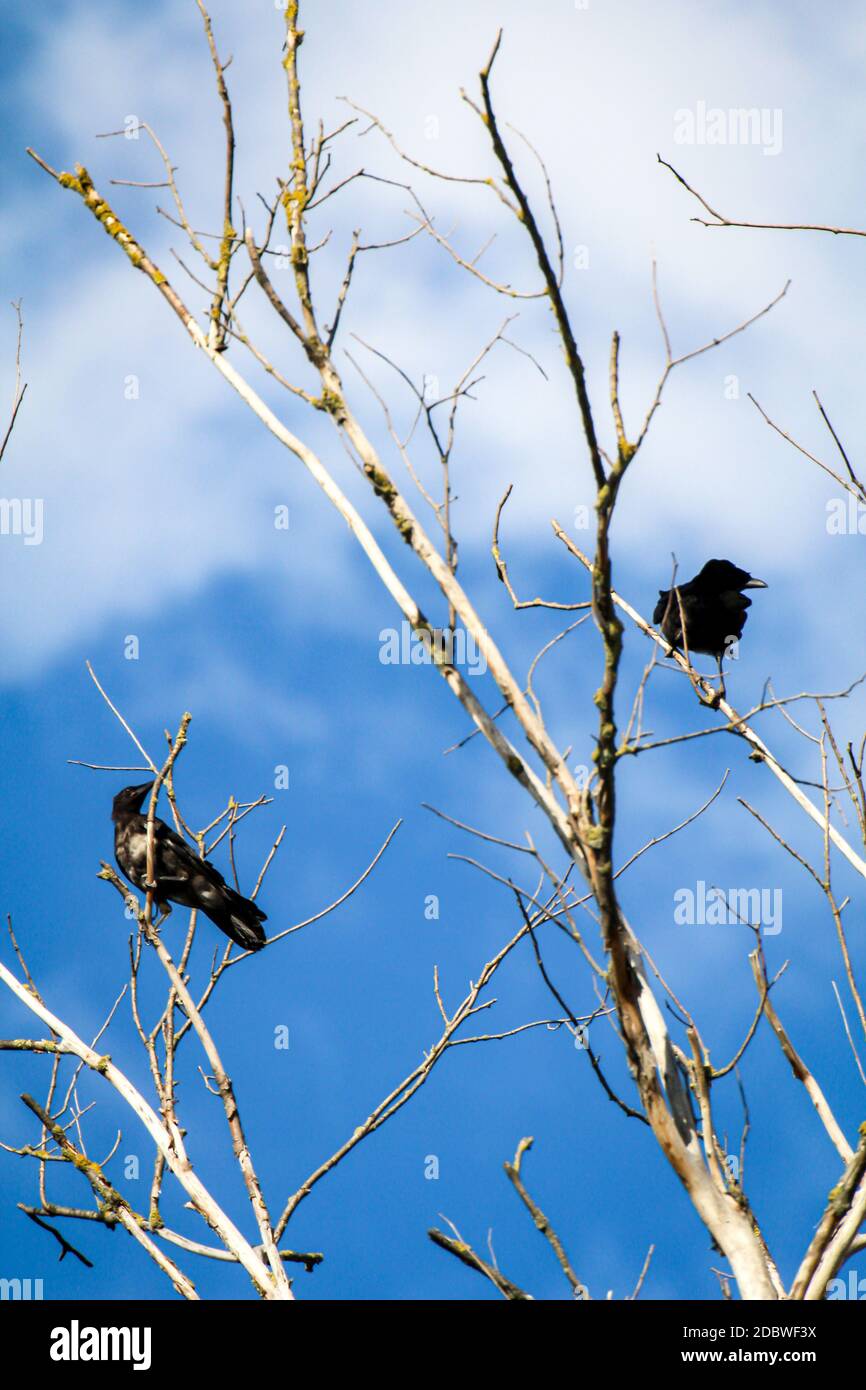 Crows, raven birds sit on a dead tree. Stock Photo