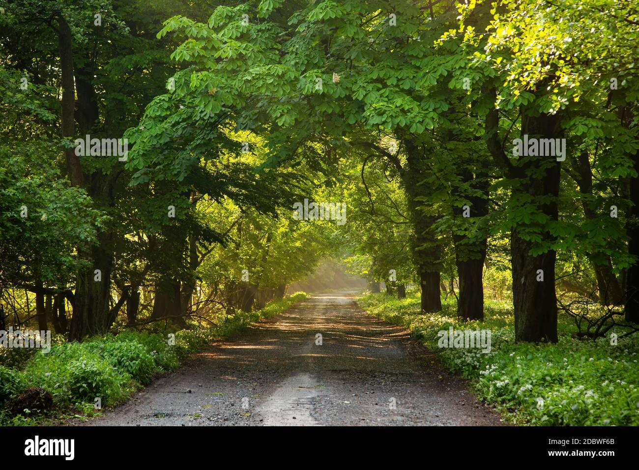 Country lane through vegetation hi-res stock photography and images - Alamy