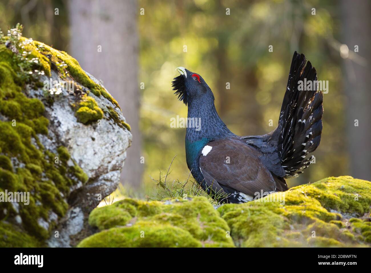Black-crowned Night Heron bird close-up profile view standing on moss rock  by the water displaying blue and white plumage, legs, beak, red eye in its  Stock Photo - Alamy, image size:1300x956