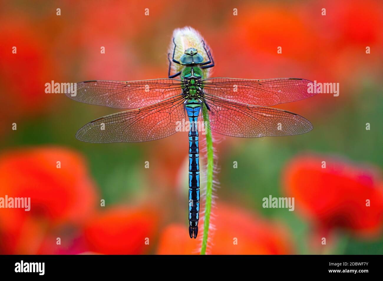 Fragile southern migrant hawker, aeshna affinis, sitting on flower with red poppies blooming in background. Blue dragonfly resting still from top view Stock Photo