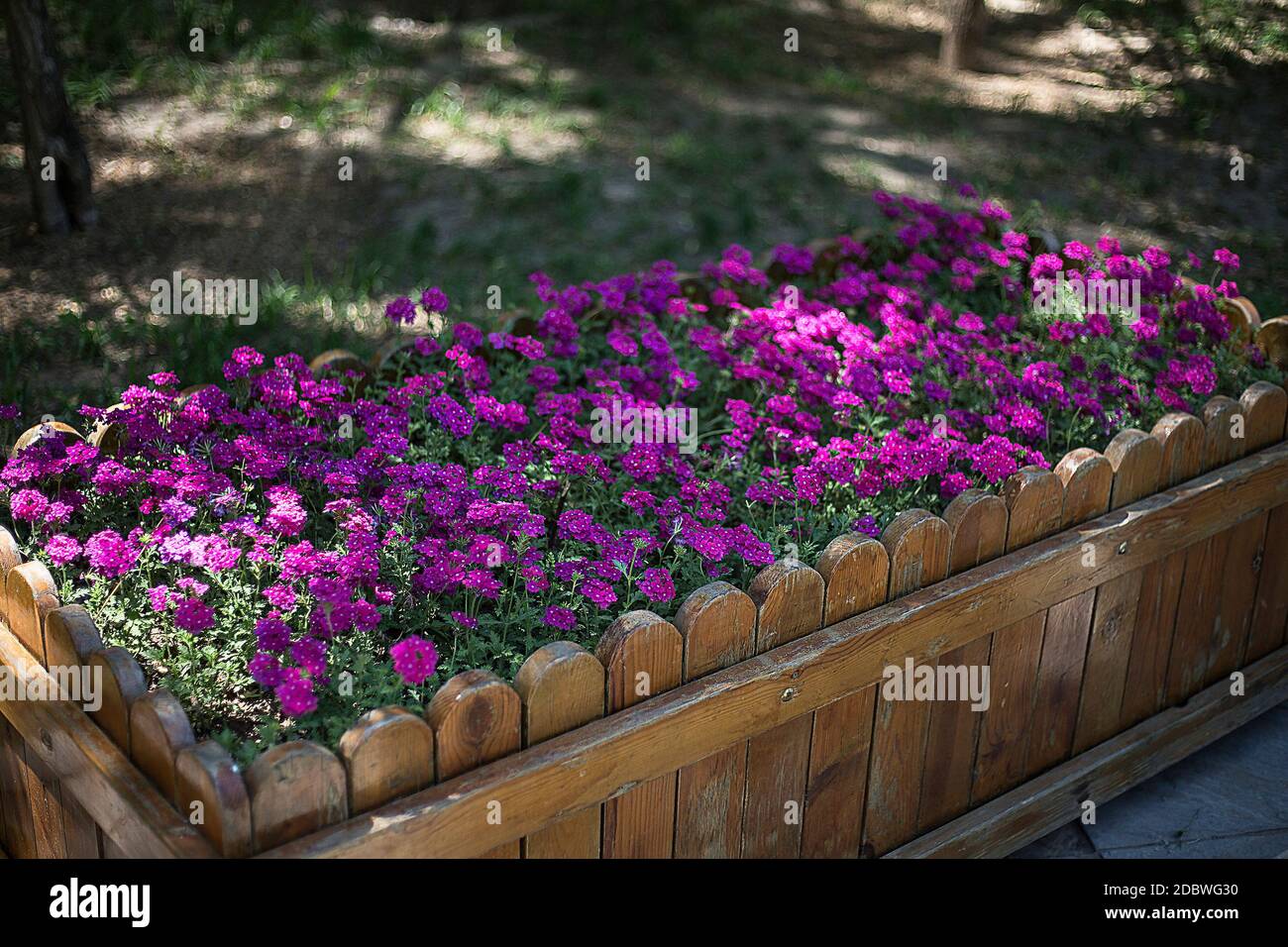 Purple alyssum flower hi-res stock photography and images - Alamy
